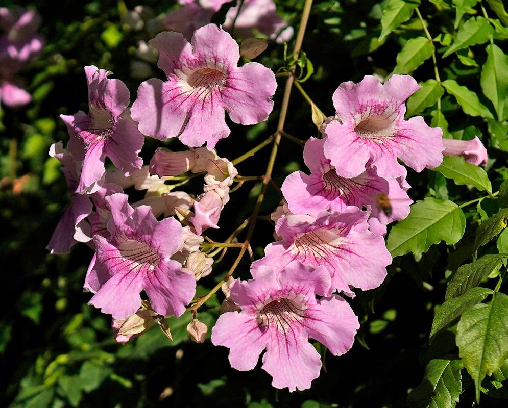 Cluster of trumpet-shaped Podranea brycei flowers in soft pink with darker pink veins and pale throats, blooming among glossy green foliage in sunlight
