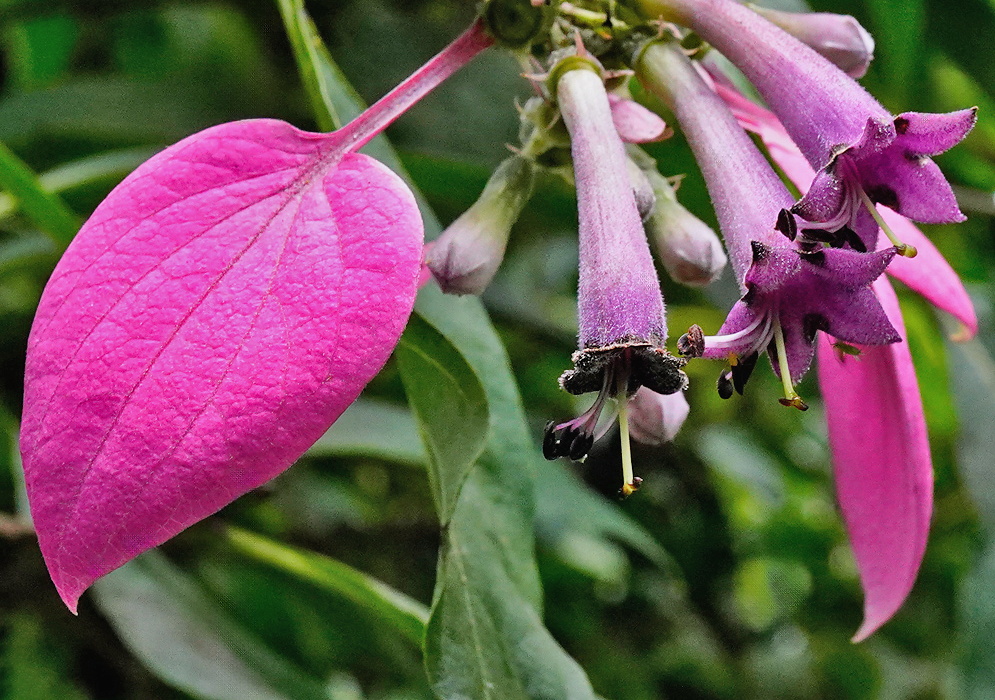 Pogonopus exsertus vivid pink bract surrounding dark purple tubular flowers and buds