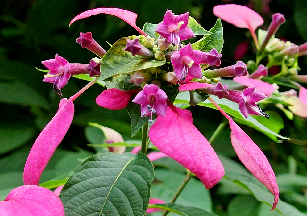 Dark pink Pogonopus speciosuss flower and bracts