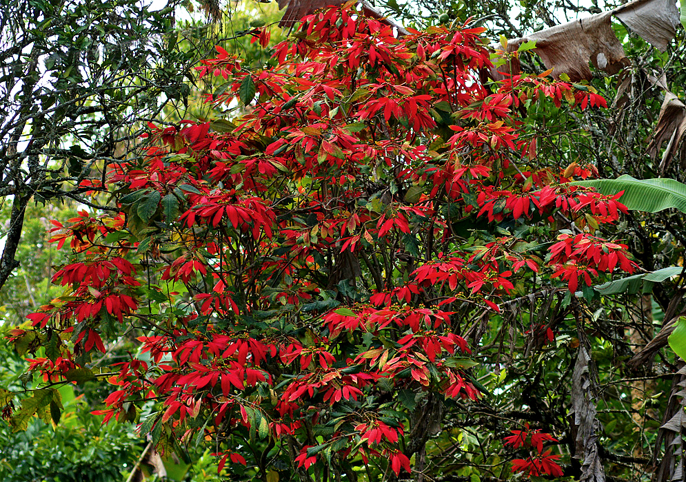 A small Poinsettia tree with red bracts surrounded by green tree