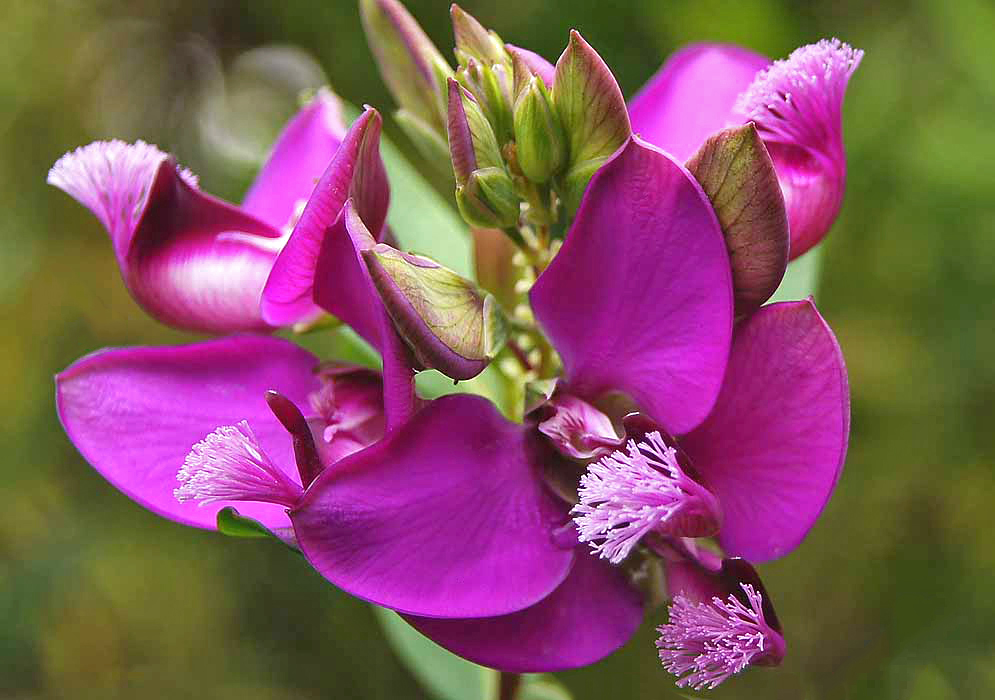 Polygala dalmaisiana shrub in bloom with purple flowers close-up