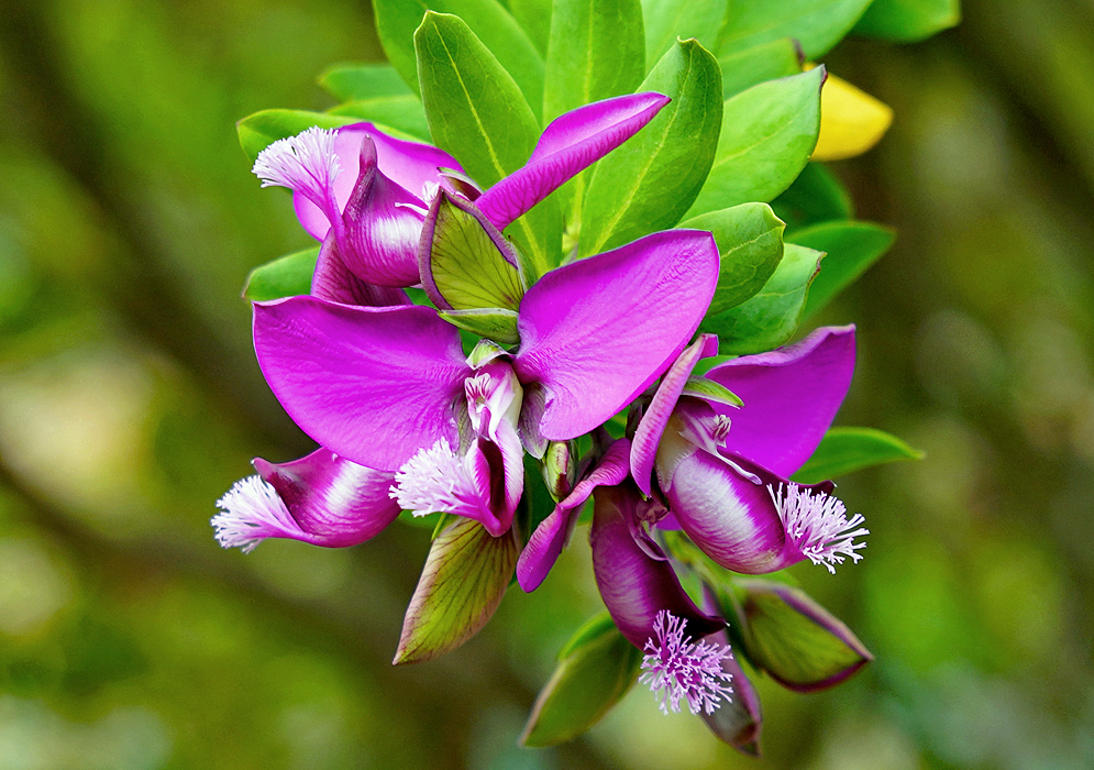 A pink-purple Polygala dalmaisiana flower cluster 