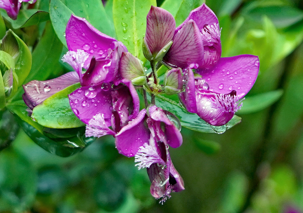 Polygala dalmaisiana flowers covered in raindrops