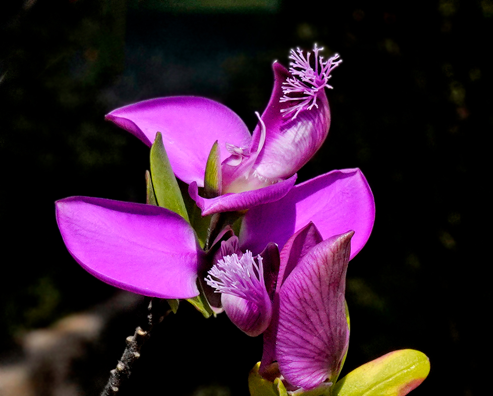 Two purple-magenta pea-like Polygala dalmaisiana flowers with two winged petals in sunlight