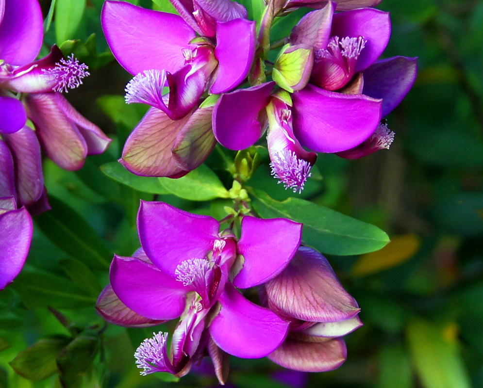 Rose-magenta pea-like Polygala dalmaisiana flowers with two winged petals surrounding a white purple crest 