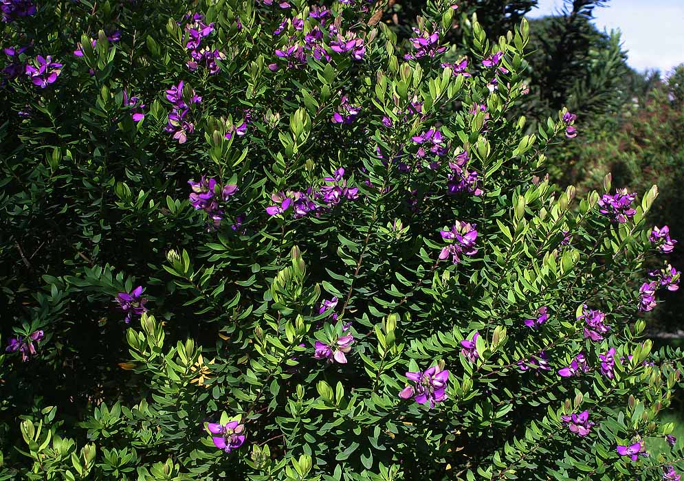 Polygala dalmaisiana shrub in bloom with purple-rose flowers