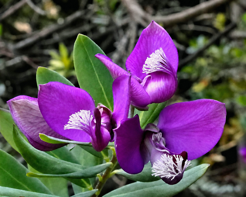 Polygala fruticosa vivid purple winged flowers with fringed white crests