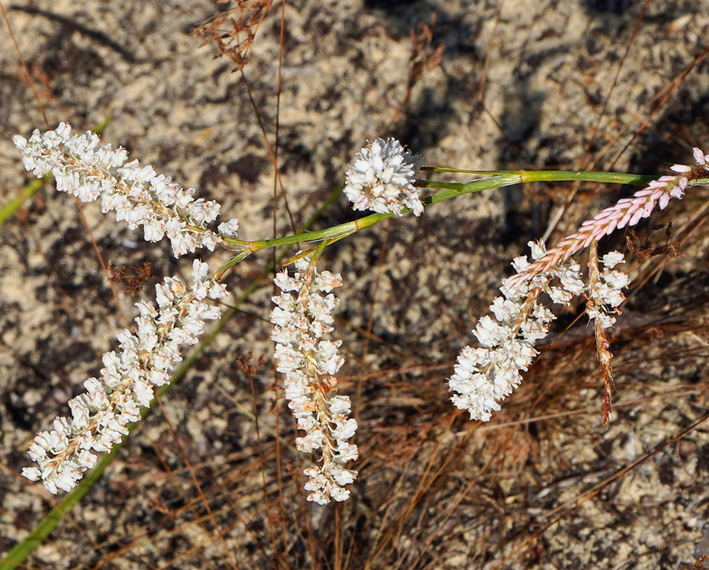 Polygonum nesomii slender pale flower spikes on wiry stems spreading across sandy ground