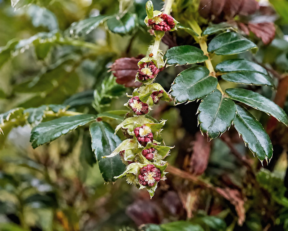 Polylepis serrata branch with divided leaves and hanging clusters of small greenish flowers