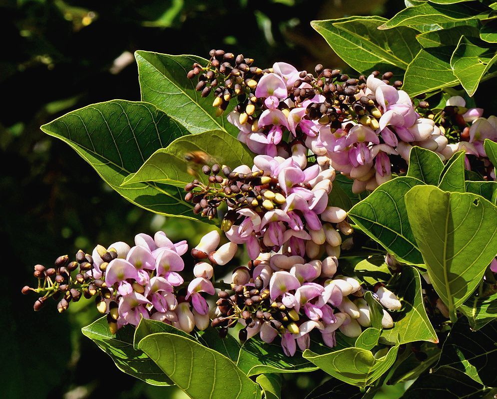 Pongamia pinnata branching cluster of pale pink pea shaped flowers among glossy compound leaves