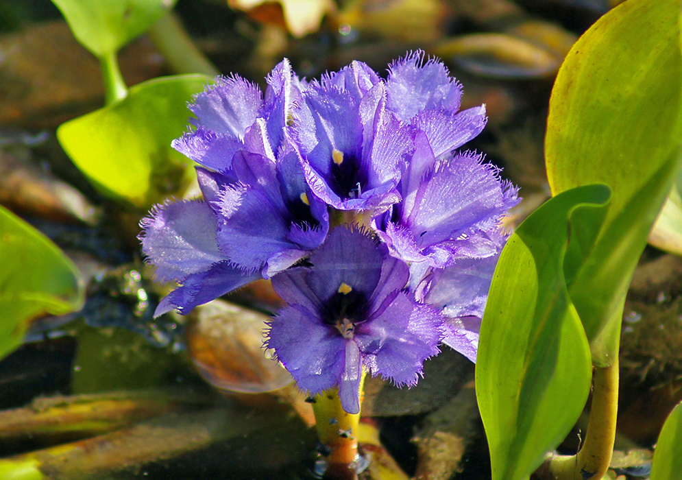 Purple Pontederia azurea flower with a dark throat in sunlight