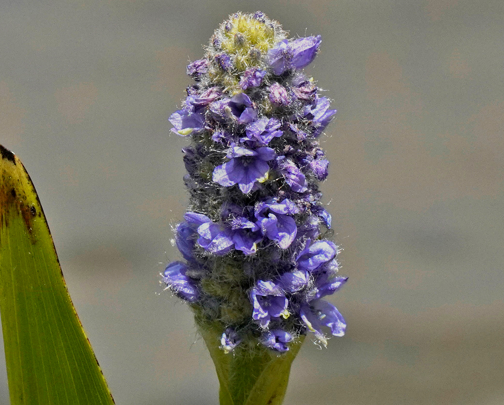 A Pontederia cordata inflorescence topped with white hairs with blue flowers some of which have yellow centers