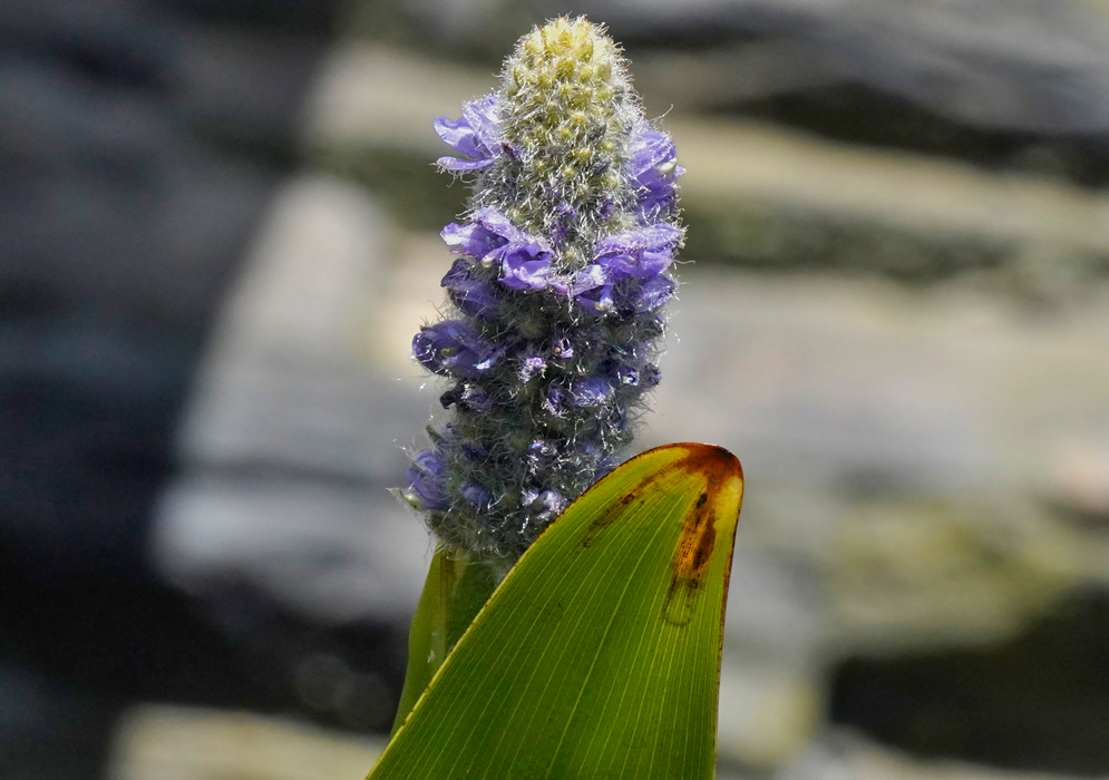A Pontederia cordata inflorescence topped with white hairs with blue flowers