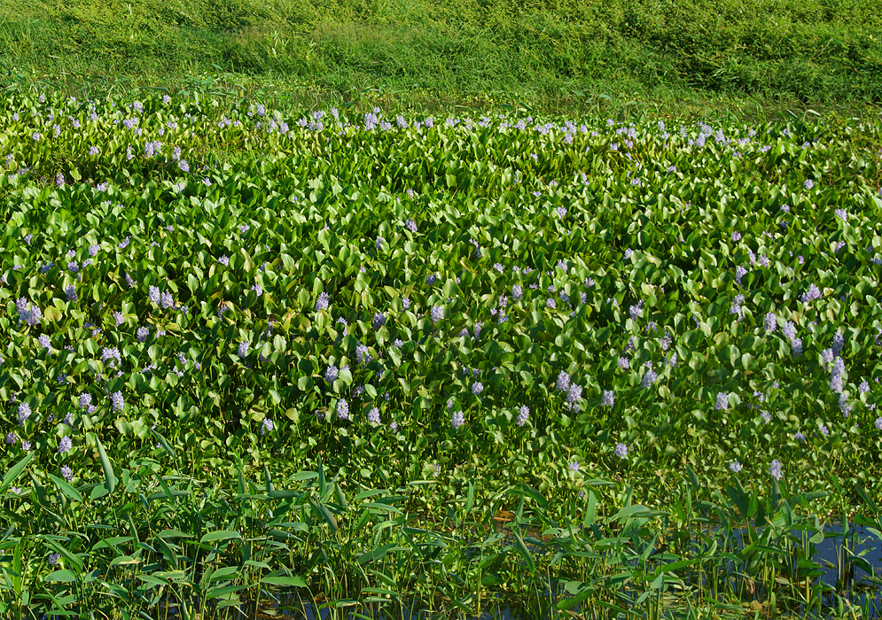 A swamp with Pontederia crassipes purple flowers