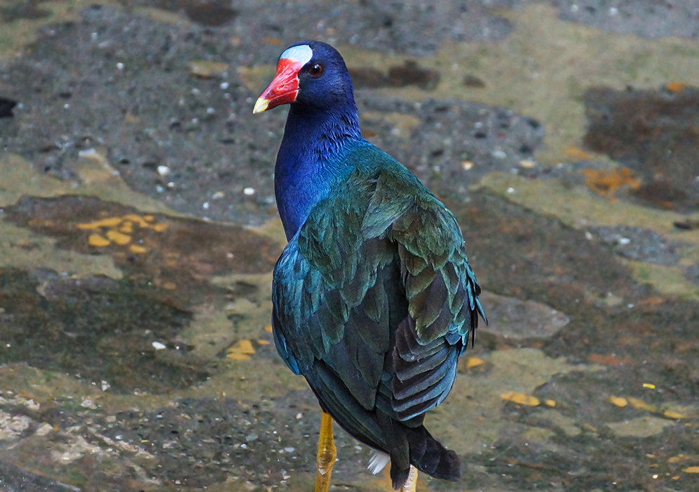 A blue-green-and-black-colored Porphyrio martinica looking behind