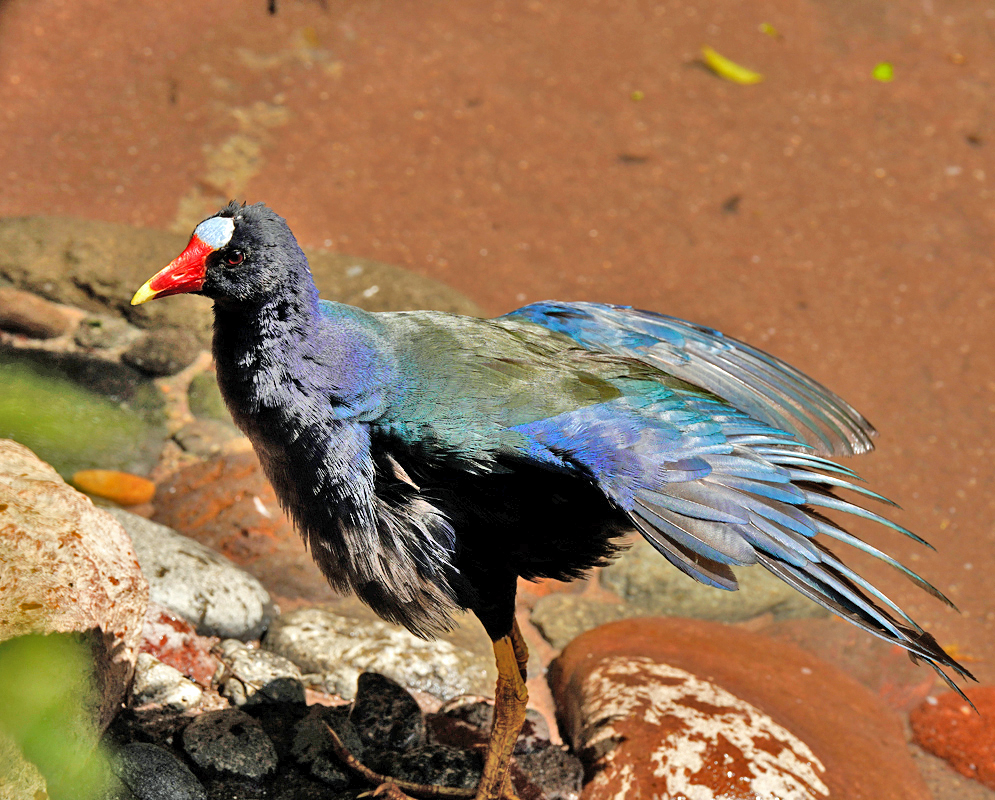 Purple Gallinule vibrant iridescent plumage with shades of blue, green, and purple, a bright red and yellow-tipped beak, and a distinctive light blue frontal shield as it stands near the water's edge with wings partially extended.