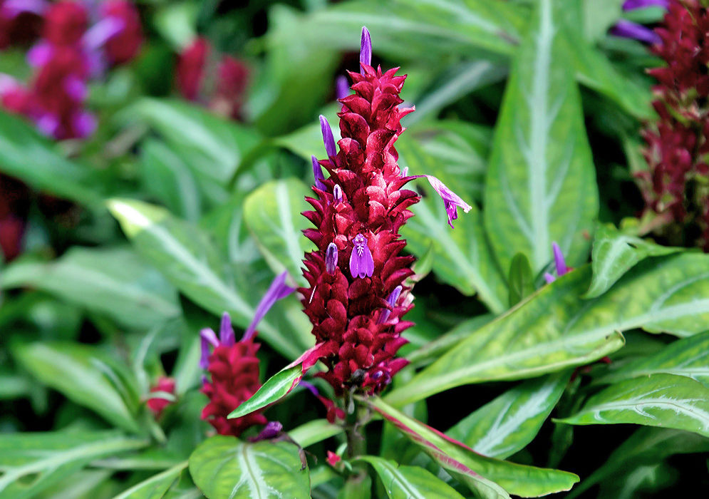 A red Porphyrocoma pohliana inflorescence with purple flowers