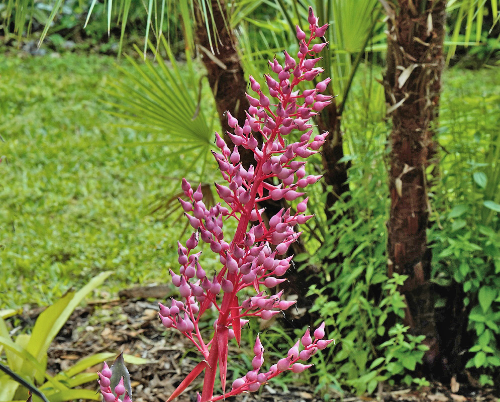 Portea Jungle Book tall deep pink branched inflorescence rising above strap shaped leaves