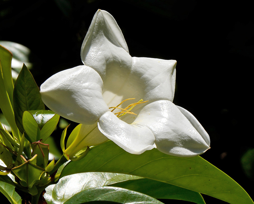 A single Portlandia grandiflora flower with curved white petals and exposed stamens lit by direct sunlight, framed by green leaves