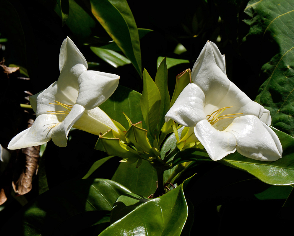 Two Portlandia grandiflora flowers with thick, creamy white petals and long yellow stamens emerging from glossy green foliage
