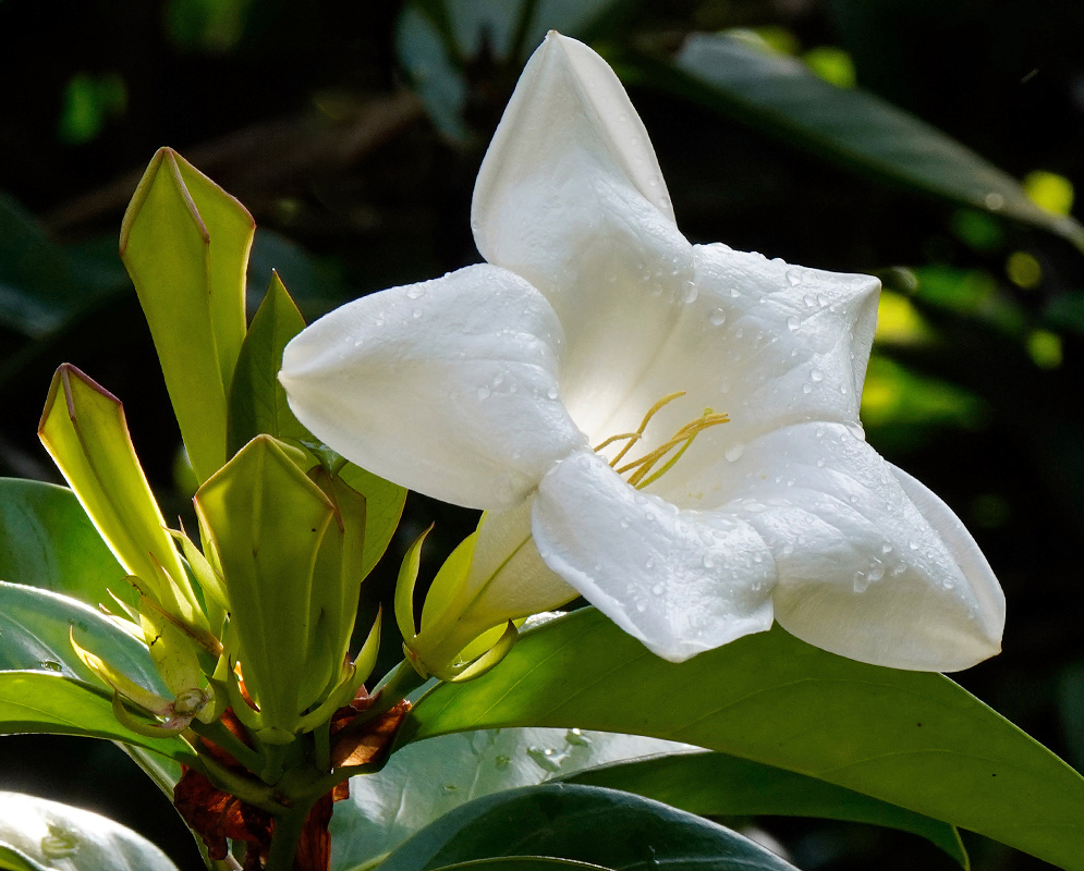 Dew-covered Portlandia grandiflora flower with smooth white petals and prominent yellow stamens emerging from a cluster of green buds