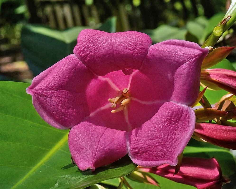 Portlandia platantha × Portlandia proctorii large deep pink tubular flower with rounded lobes