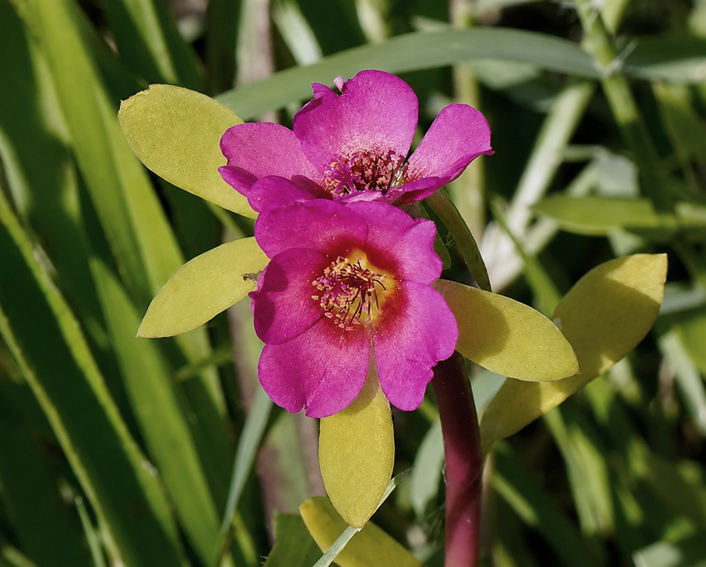Portulaca amilis vivid pink-purple flowers with yellow stamens among narrow succulent leaves