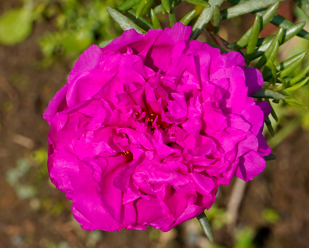 A florescent magenta Portulaca grandiflora flower with small yellow anthers