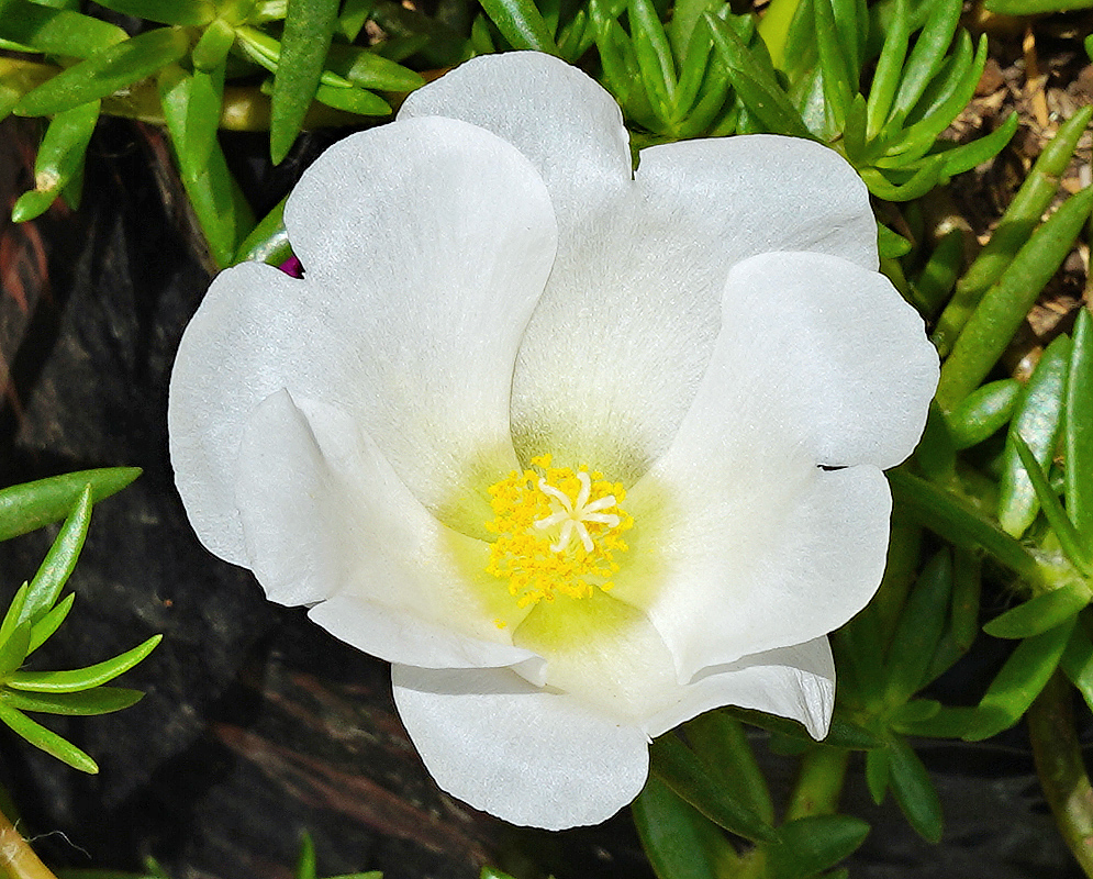 Portulaca grandiflora white flower with yellow anthers