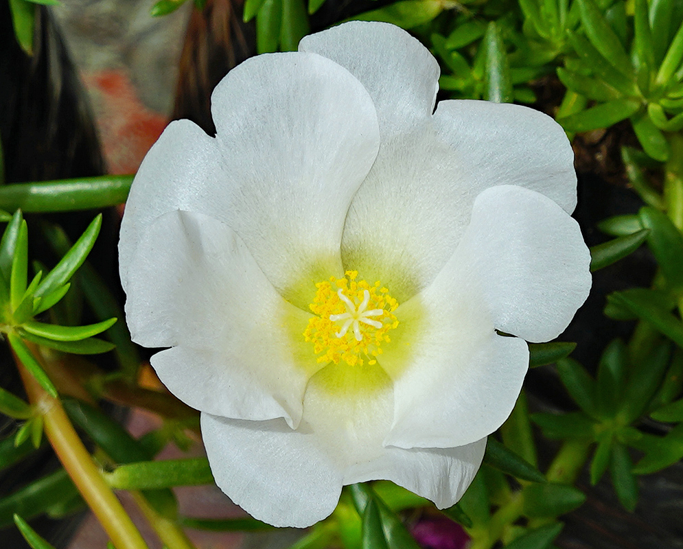 Portulaca grandiflora white flower with yellow anthers in sunlight