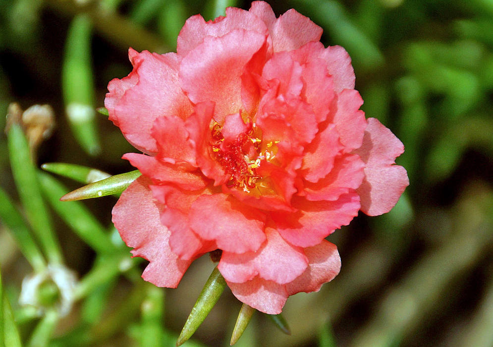 Peach-pink Portulaca grandiflora flower with yellow anthers