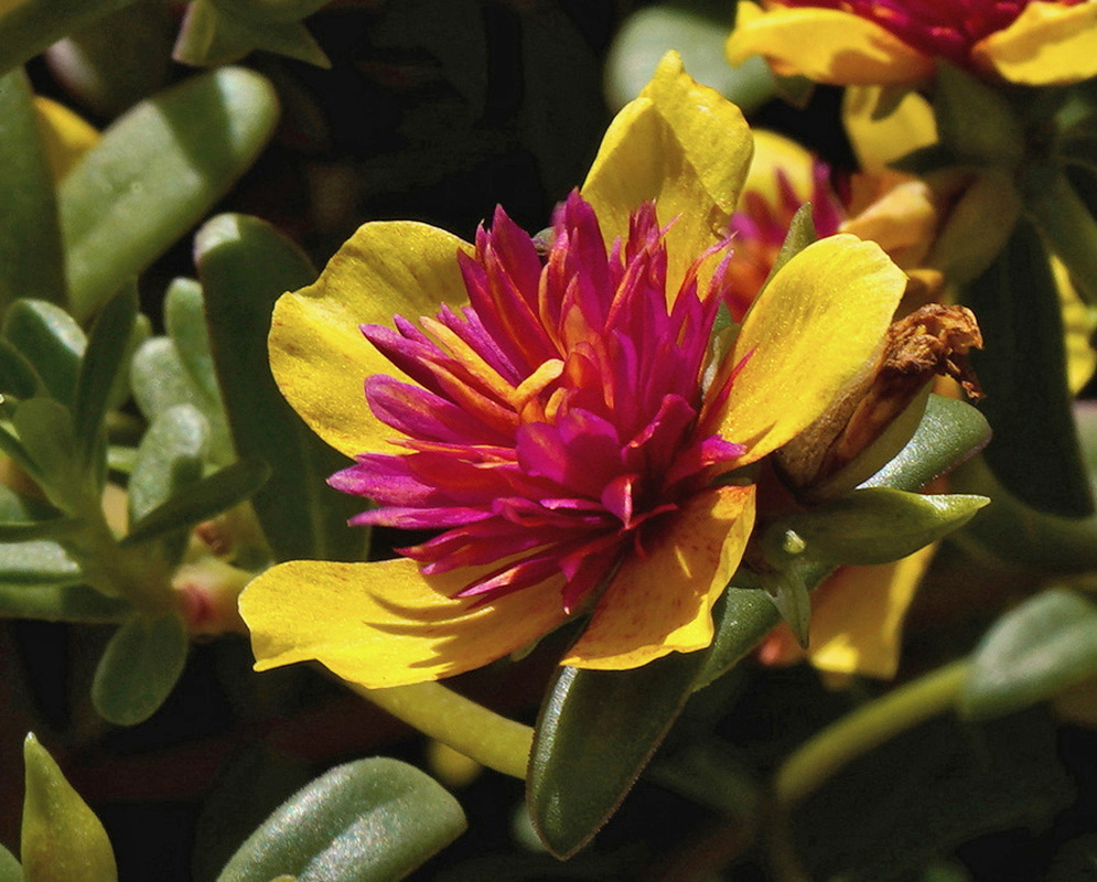 Portulaca oleracea yellow flower with a red center among thick fleshy green leaves