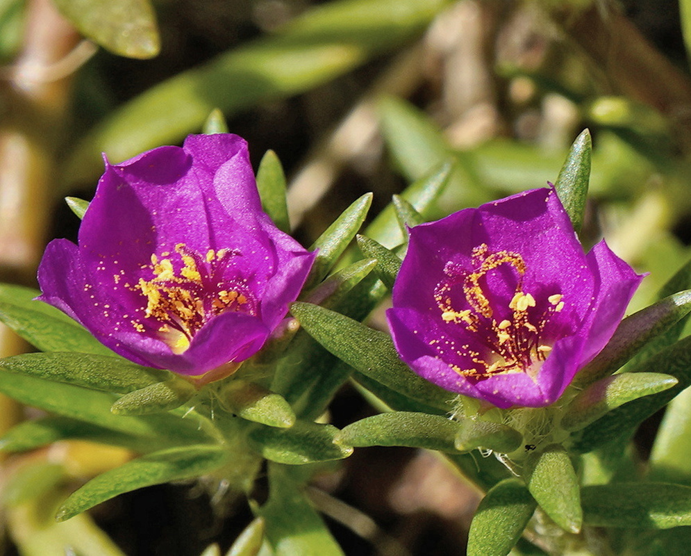 Portulaca pilosa pair of bright magenta flowers with yellow stamens among narrow fleshy leaves