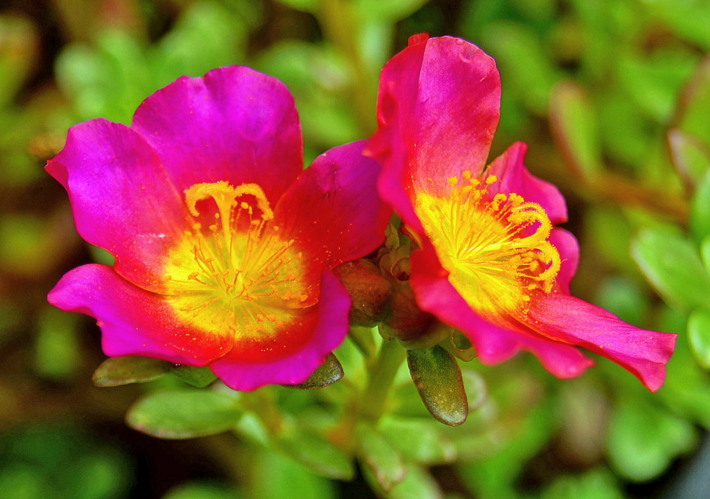 Two magenta-pink Portulaca umbraticola flowers with bright yellow centers