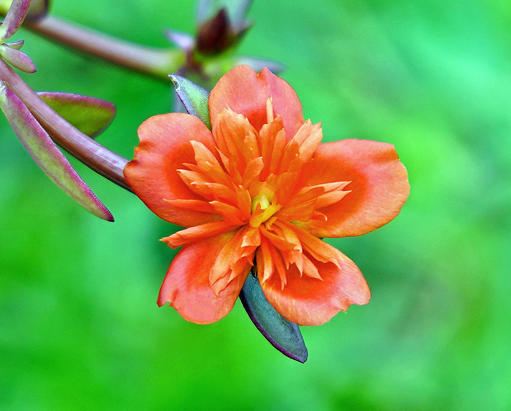 Orange Portulaca umbraticola flower