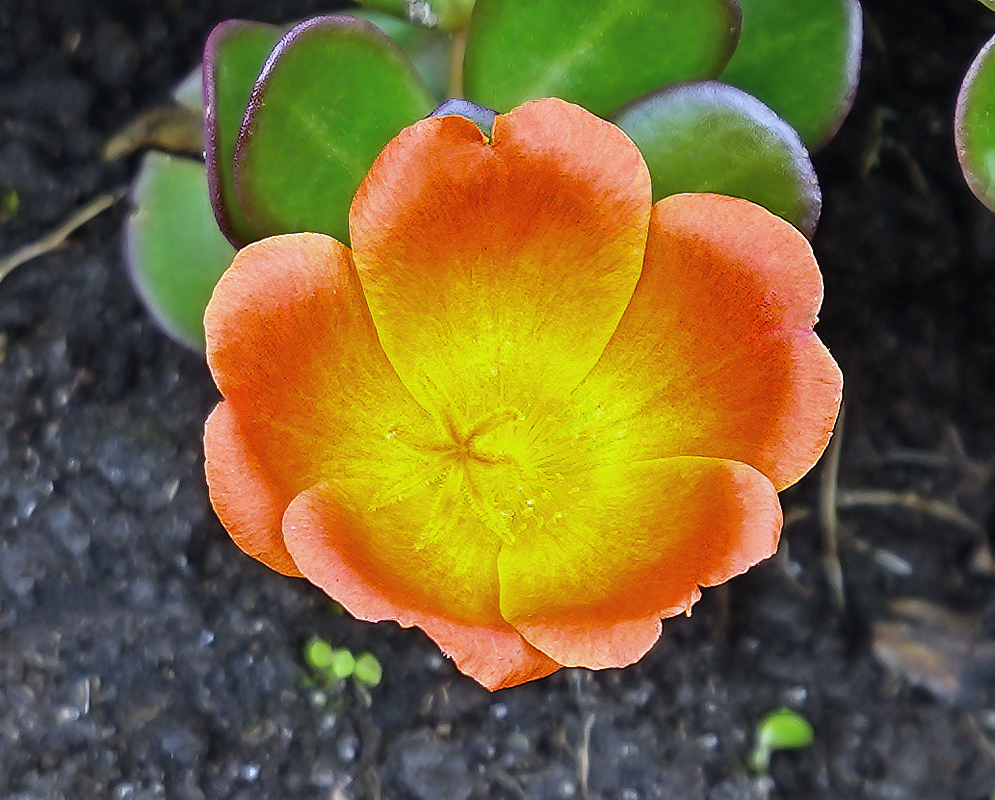 Orange with yellow center Portulaca umbraticola Flower