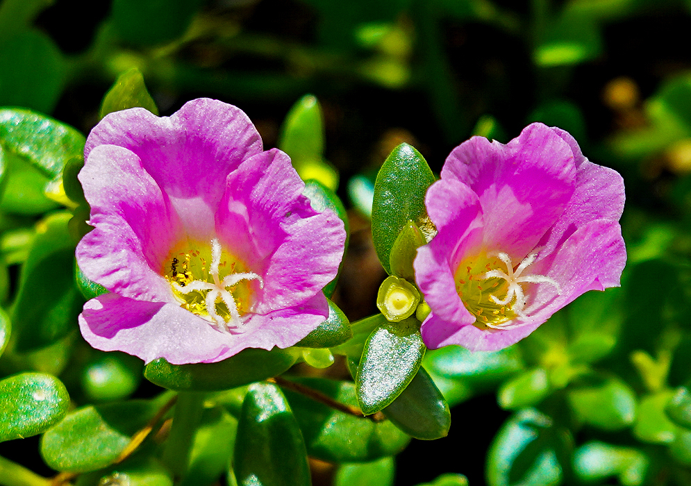 A pink Portulaca umbraticola flower with a yellow center and orange anthers in sunlight