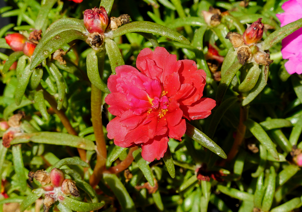 Portulaca umbraticola red flower