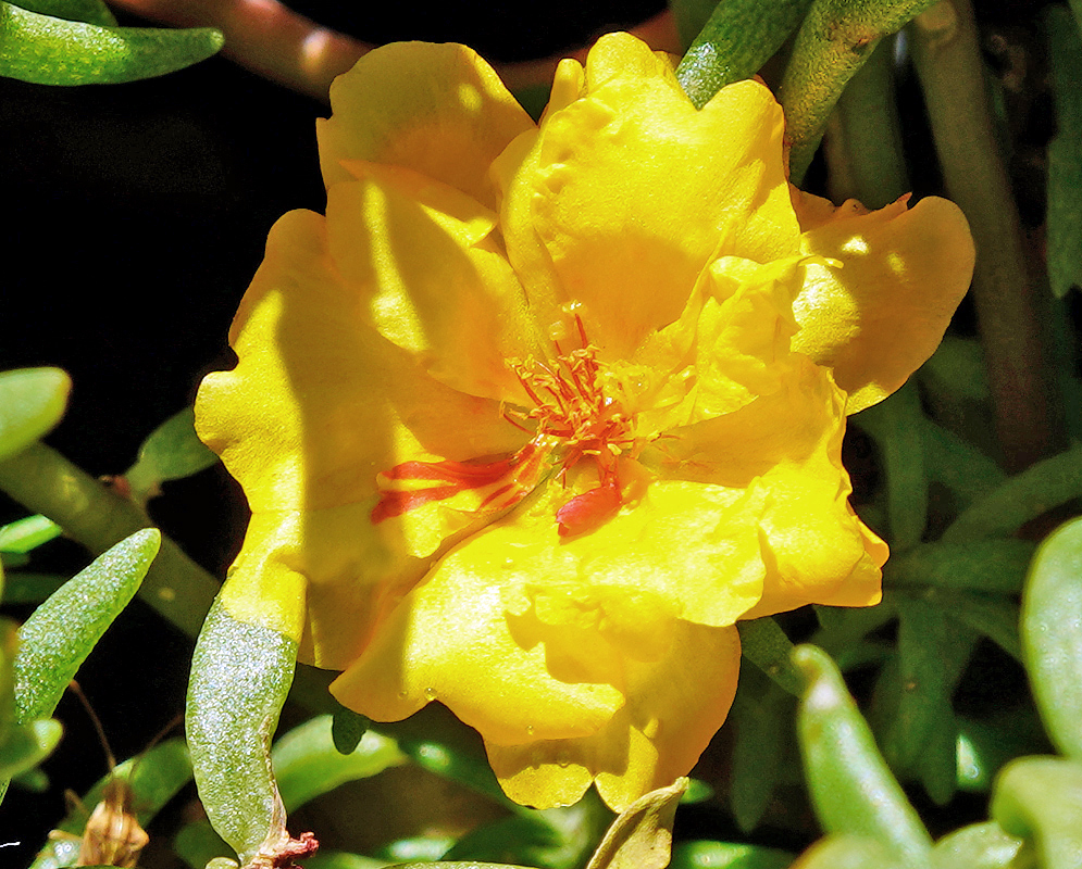 Yellow Portulaca umbraticola flower with red filaments in sunlight