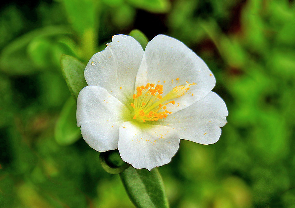 A white Portulaca umbraticola flower with greenish yellow center and orange anthers