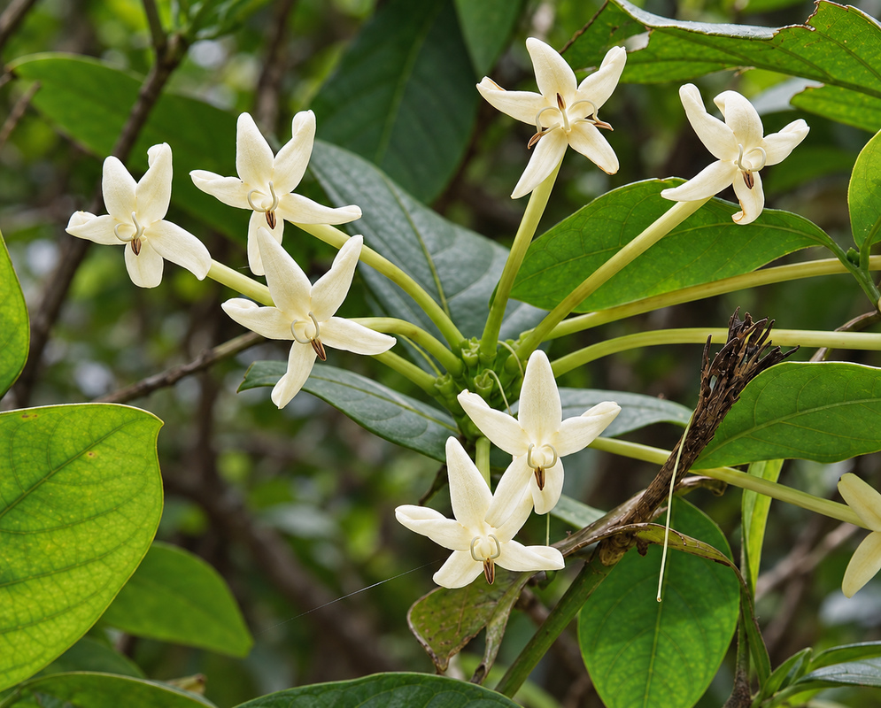 White star-shaped Posoqueria longiflora flowers