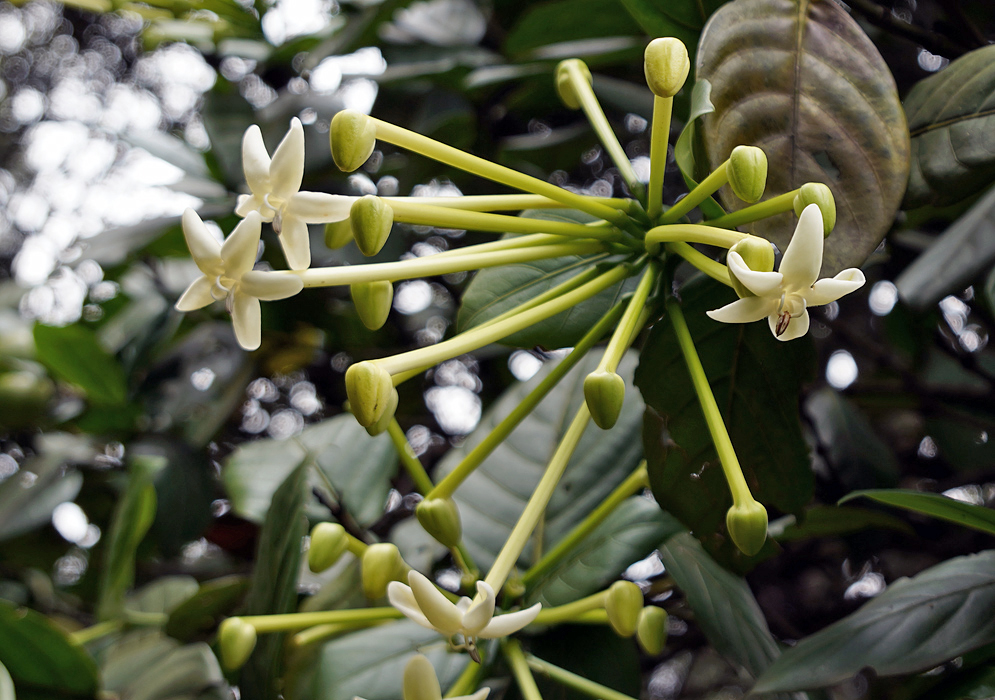 A Posoqueria latifolia flower cluster
