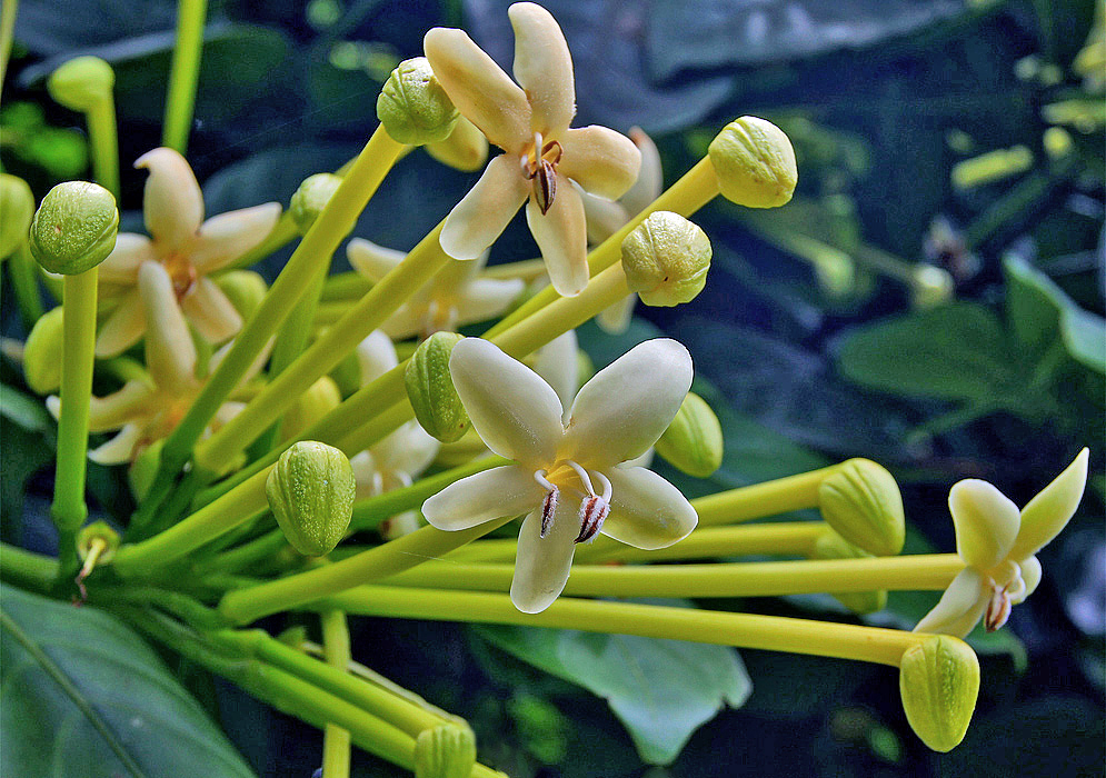 A Posoqueria latifolia cluster with light-green flower buds and white flowers
