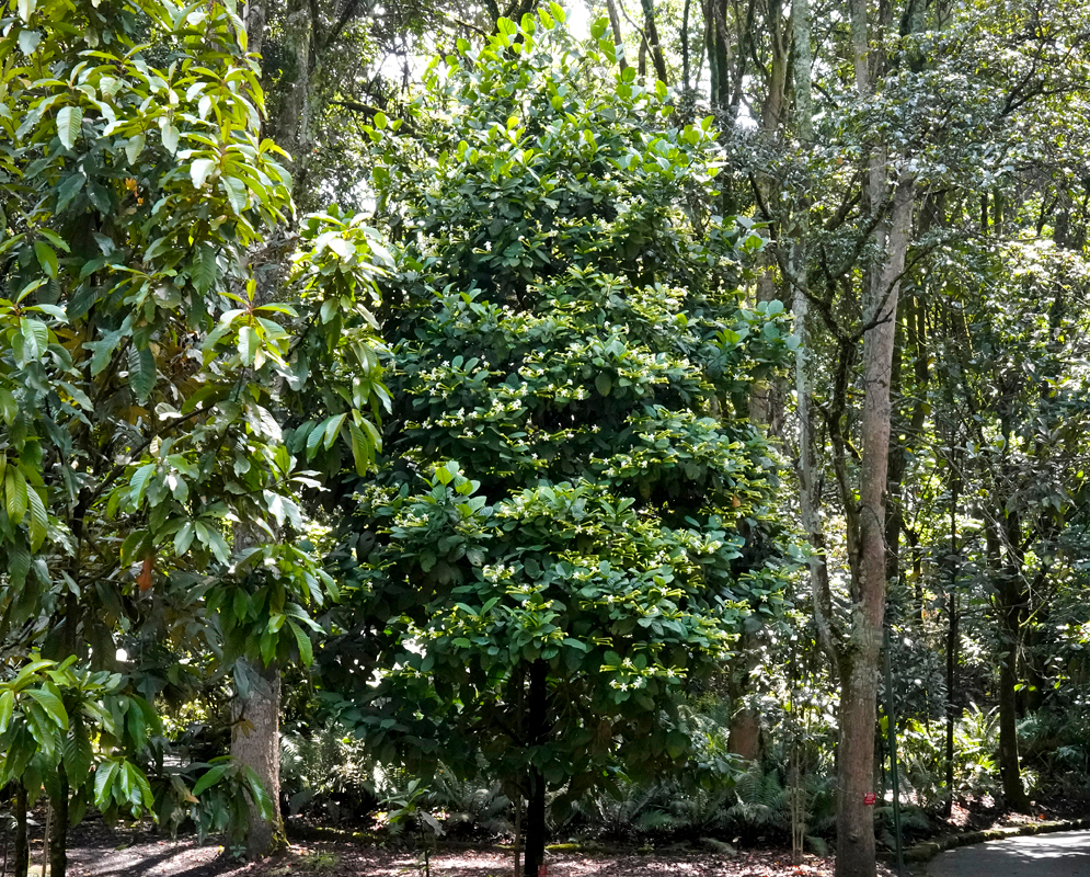 The top half of a blooming Posoqueria latifolia Tree