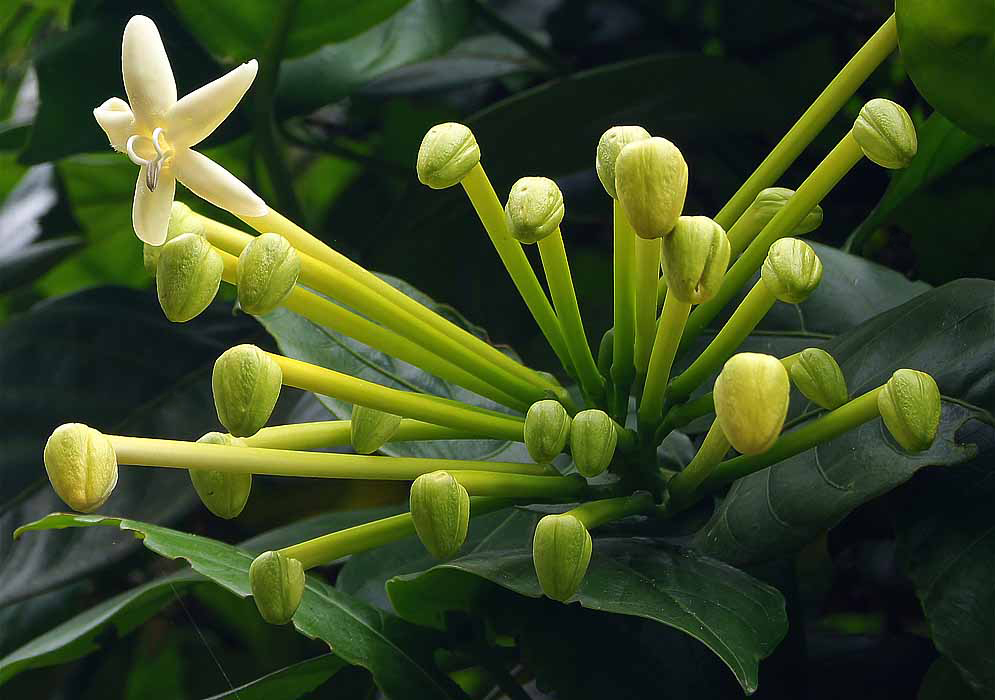 A Posoqueria latifolia cluster with light-green flower buds and one white flower