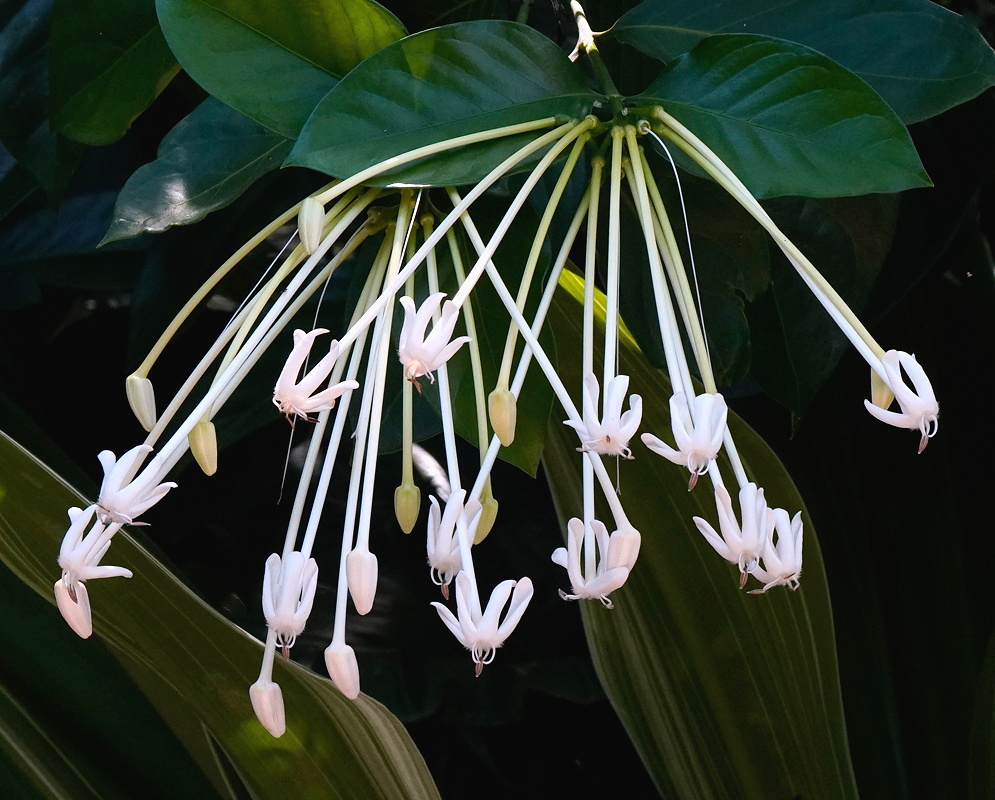 Posoqueria longiflora cluster of long pendant white tubular flowers beneath glossy green leaves