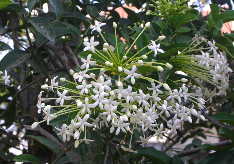 Clusters of white Posoqueria longiflora flowers with long greenish yellow tubes