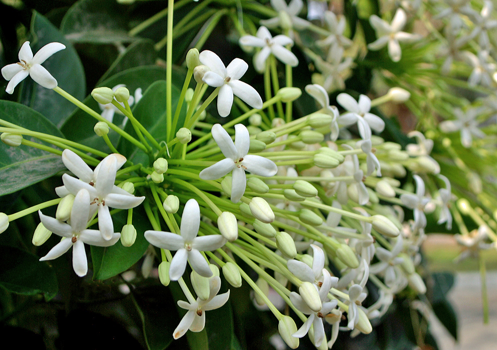 White star-shaped Posoqueria longiflora flowers