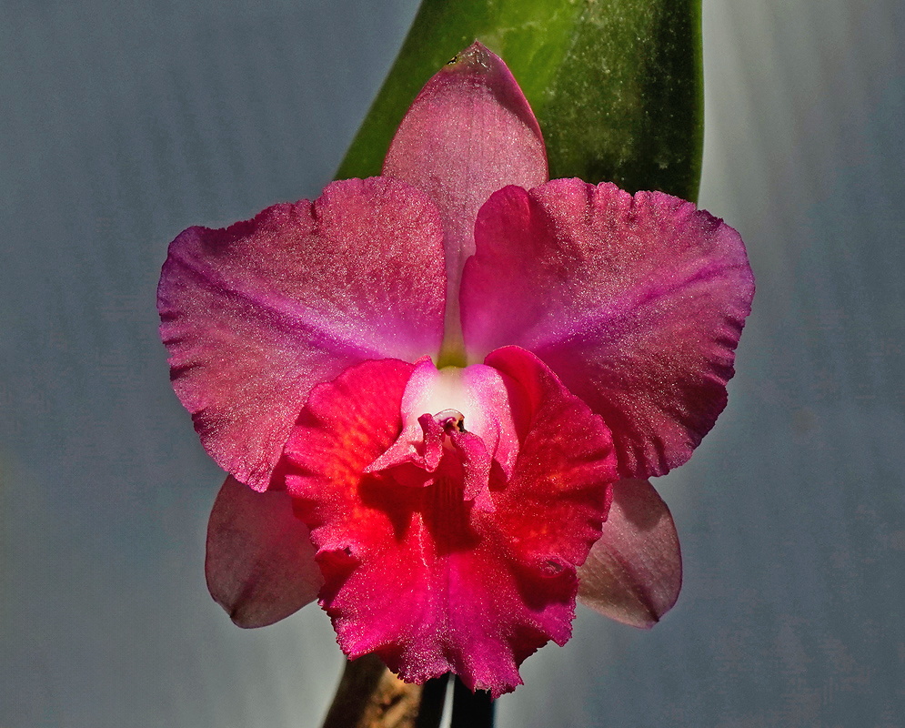 Potinara Elaine Taylor Krull Smith orchid flower with broad pink petals and a ruffled red lip