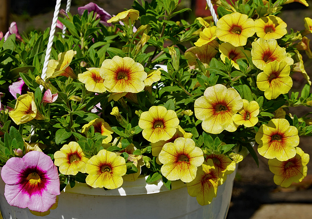 A pot of yellow Calibrachoa flowers